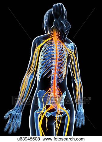Stock Illustration - Human nervous system, illustration. Fotosearch