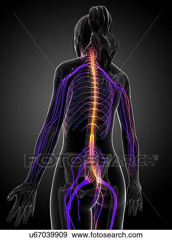 Stock Illustration - Human nervous system, illustration. Fotosearch