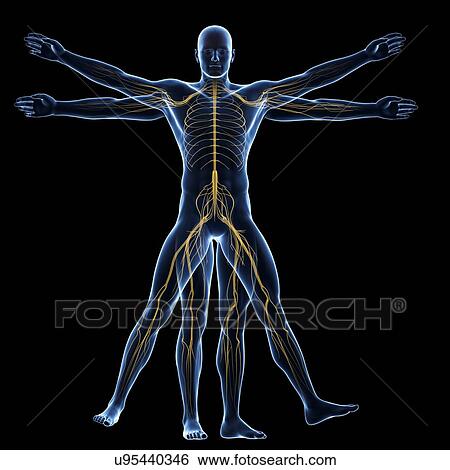 Stock Illustration - Human nervous system, illustration. Fotosearch