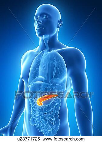 Human pancreas, illustration View Large Illustration Stock Illustration - Human pancreas, illustration. Fotosearch
