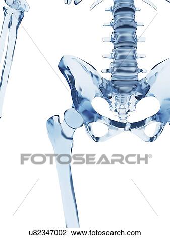 Human pelvic bones, illustration View Large Illustration Drawing - Human pelvic bones, illustration. Fotosearch