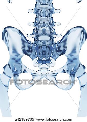 Human pelvic bones, illustration View Large Illustration Stock Illustration - Human pelvic bones, illustration. Fotosearch