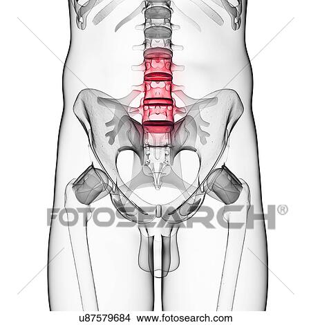 Stock Illustration - Human pelvis and lumber spine. Fotosearch