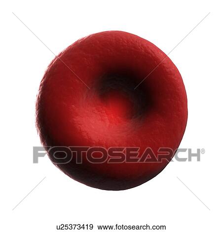 Human red blood cell, illustration View Large Illustration Stock Illustration - Human red blood cell, illustration. Fotosearch