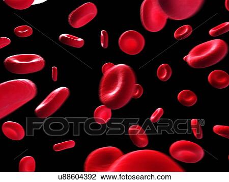 Drawing - Human red blood cells, illustration. Fotosearch
