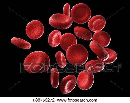 Drawing - Human red blood cells, illustration. Fotosearch