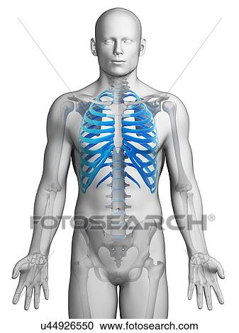 Clipart - Human ribcage, illustration. Fotosearch