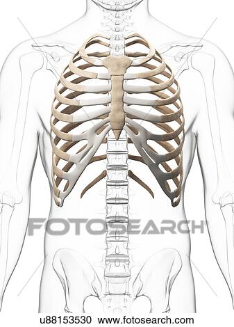 Human ribcage, illustration View Large Illustration Clipart - Human ribcage, illustration. Fotosearch