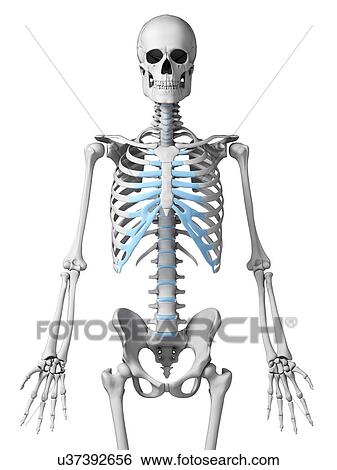 Human ribcage, illustration View Large Illustration Stock Illustration - Human ribcage, illustration. Fotosearch