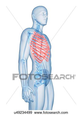 Stock Illustration - Human ribcage, illustration. Fotosearch
