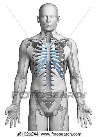 Human ribcage, illustration View Large Illustration Stock Illustration - Human ribcage, illustration. Fotosearch