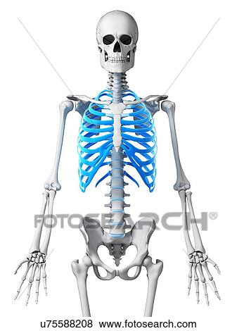 Stock Illustration - Human ribcage, illustration. Fotosearch