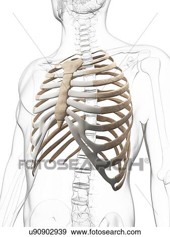 Human ribcage, illustration View Large Illustration Stock Illustration - Human ribcage, illustration. Fotosearch