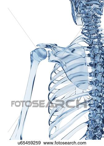 Stock Illustration - Human shoulder bones, illustration. Fotosearch