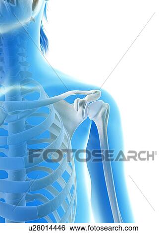 Human shoulder joint, illustration View Large Illustration Stock Illustration - Human shoulder joint, illustration. Fotosearch