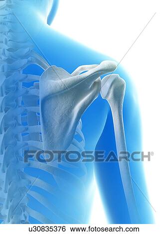 Stock Illustration - Human shoulder joint, illustration. Fotosearch