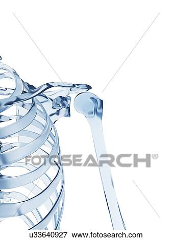 Stock Illustration - Human shoulder joint, illustration. Fotosearch