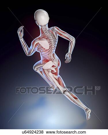 Human skeletal structure of a runner View Large Illustration Stock Illustration - Human skeletal structure of a runner. Fotosearch