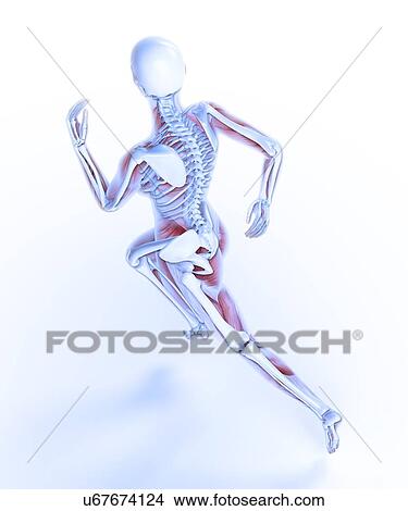Human skeletal structure of a runner View Large Illustration Stock Illustration - Human skeletal structure of a runner. Fotosearch