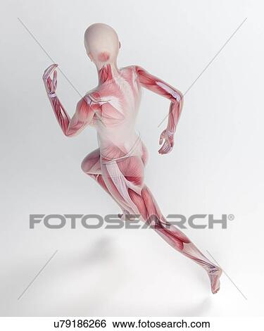 Human skeletal structure of a runner View Large Illustration Stock Illustration - Human skeletal structure of a runner. Fotosearch