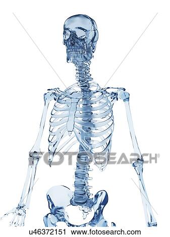 Clip Art - Human skeletal system, illustration. Fotosearch