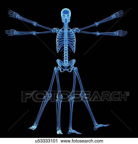 Clip Art - Human skeletal system, illustration. Fotosearch