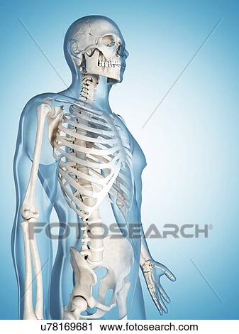 Clip Art - Human skeletal system, illustration. Fotosearch