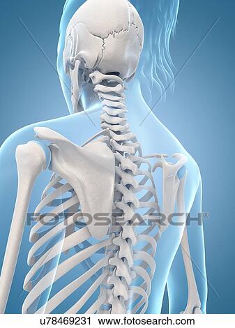 Clip Art - Human skeletal system, illustration. Fotosearch