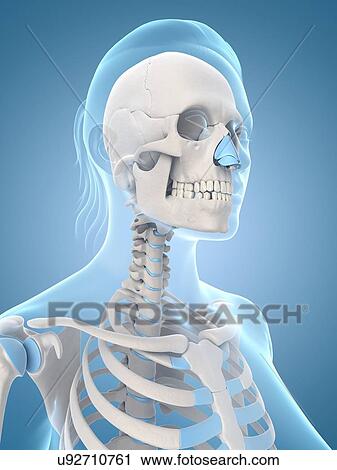 Human skeletal system, illustration View Large Illustration Clip Art - Human skeletal system, illustration. Fotosearch
