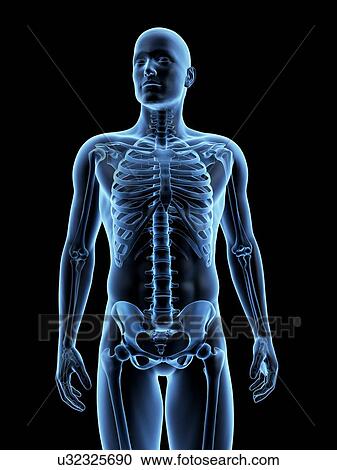 Clipart - Human skeletal system, illustration. Fotosearch