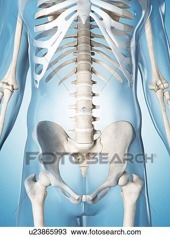 Drawing - Human skeletal system, illustration. Fotosearch