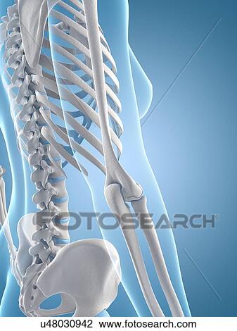 Drawing - Human skeletal system, illustration. Fotosearch