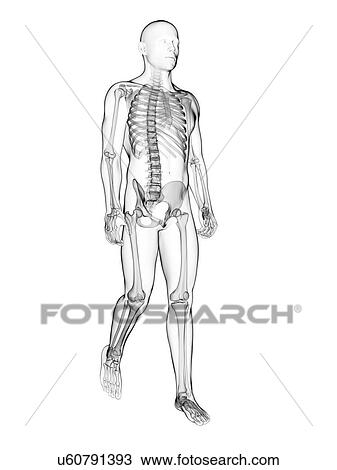 Drawing - Human skeletal system, illustration. Fotosearch