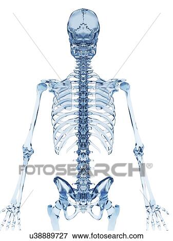 Human skeletal system, illustration View Large Illustration Stock Illustration - Human skeletal system, illustration. Fotosearch