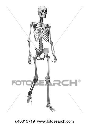 Human skeletal system, illustration View Large Illustration Stock Illustration - Human skeletal system, illustration. Fotosearch
