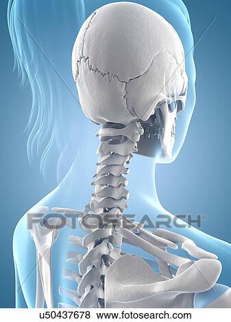 Human skeletal system, illustration View Large Illustration Stock Illustration - Human skeletal system, illustration. Fotosearch