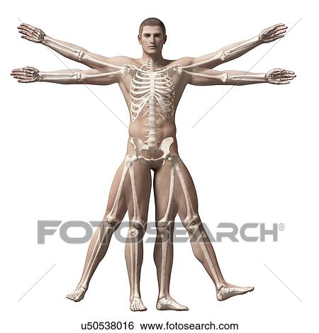 Human skeletal system, illustration View Large Illustration Stock Illustration - Human skeletal system, illustration. Fotosearch