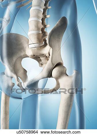 Human skeletal system, illustration View Large Illustration Stock Illustration - Human skeletal system, illustration. Fotosearch