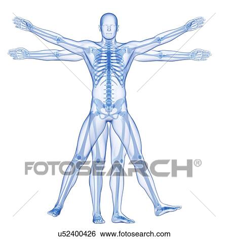 Stock Illustration - Human skeletal system, illustration. Fotosearch