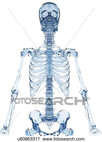 Stock Illustration - Human skeletal system, illustration. Fotosearch