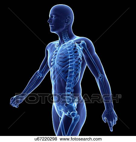 Human skeletal system, illustration View Large Illustration Stock Illustration - Human skeletal system, illustration. Fotosearch