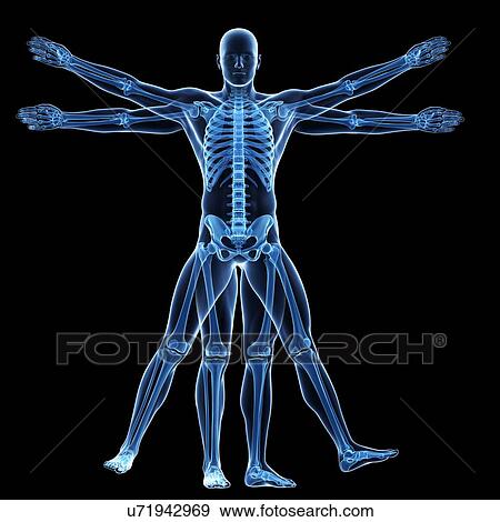 Human skeletal system, illustration View Large Illustration Stock Illustration - Human skeletal system, illustration. Fotosearch