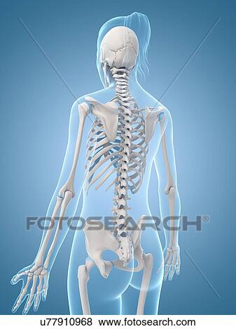 Stock Illustration - Human skeletal system, illustration. Fotosearch