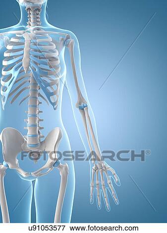 Human skeletal system, illustration View Large Illustration Stock Illustration - Human skeletal system, illustration. Fotosearch