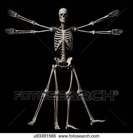 Stock Illustration - Human skeletal system, illustration. Fotosearch