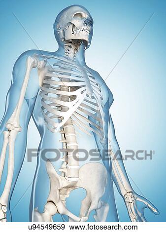 Stock Illustration - Human skeletal system, illustration. Fotosearch