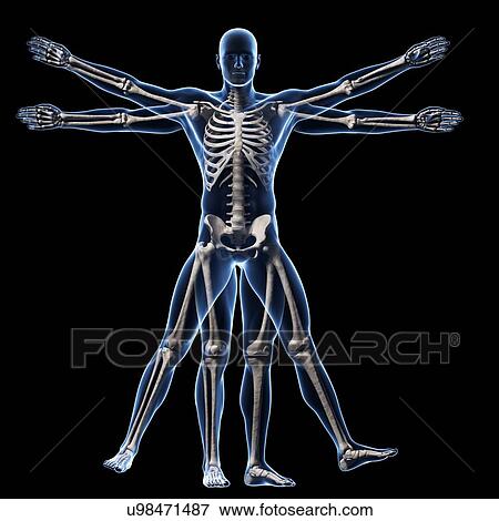 Stock Illustration - Human skeletal system, illustration. Fotosearch