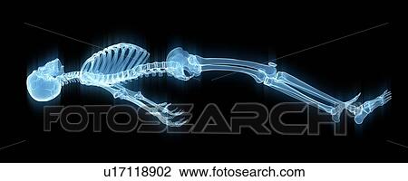 Human skeleton, illustration View Large Illustration Drawing - Human skeleton, illustration. Fotosearch