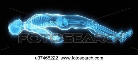 Drawing - Human skeleton, illustration. Fotosearch