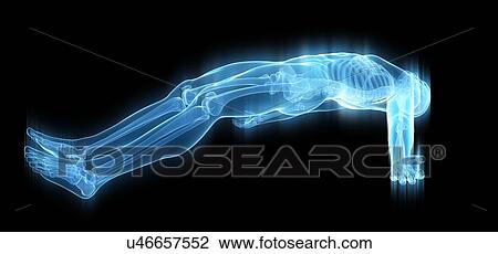 Drawing - Human skeleton, illustration. Fotosearch